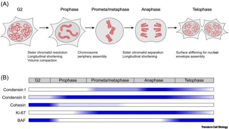 Mitosis Unveiled: Identifying Processes that Do Not Occur